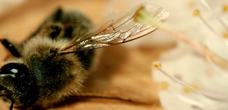 Actu - abeille morte