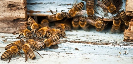 Actu - Lettre au nom des abeilles
