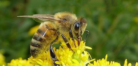bees-448x216.jpg