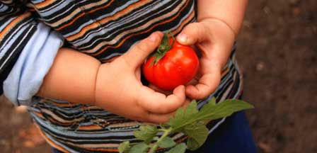 Actu - Enfant et tomate dans ses mains